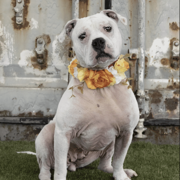 Arya, A white, 5 yr old mixed breed (looks like part pit bull) sitting, looking at the camera with head titled to the right, wearing an orange bandana